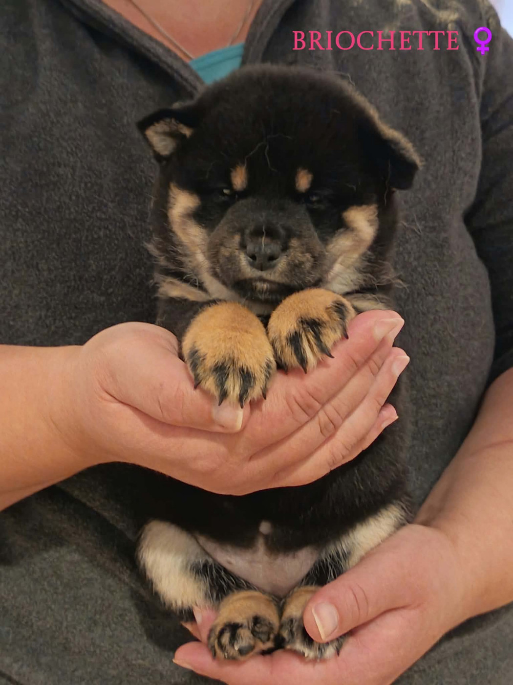 De La Perle Des Quatre Ames - Chiots disponibles - Shiba