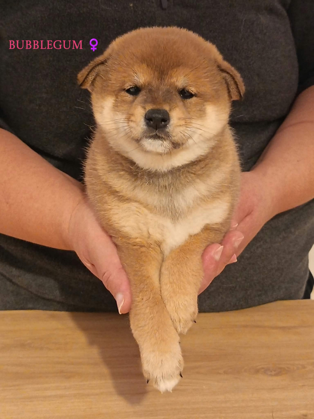 De La Perle Des Quatre Ames - Chiots disponibles - Shiba