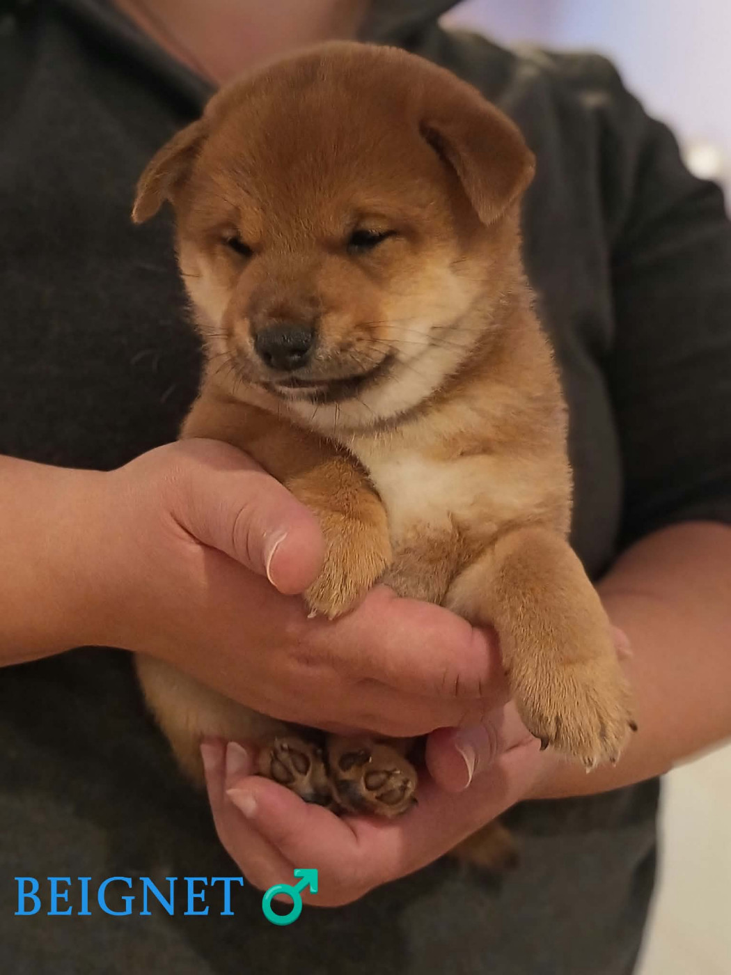 De La Perle Des Quatre Ames - Chiots disponibles - Shiba