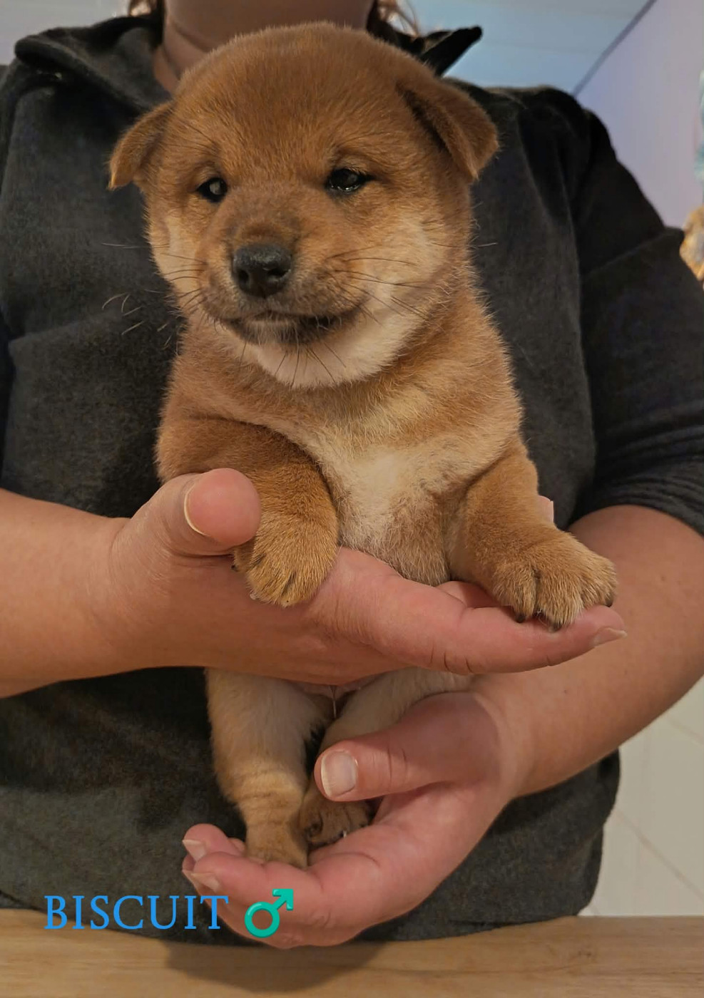 De La Perle Des Quatre Ames - Chiots disponibles - Shiba