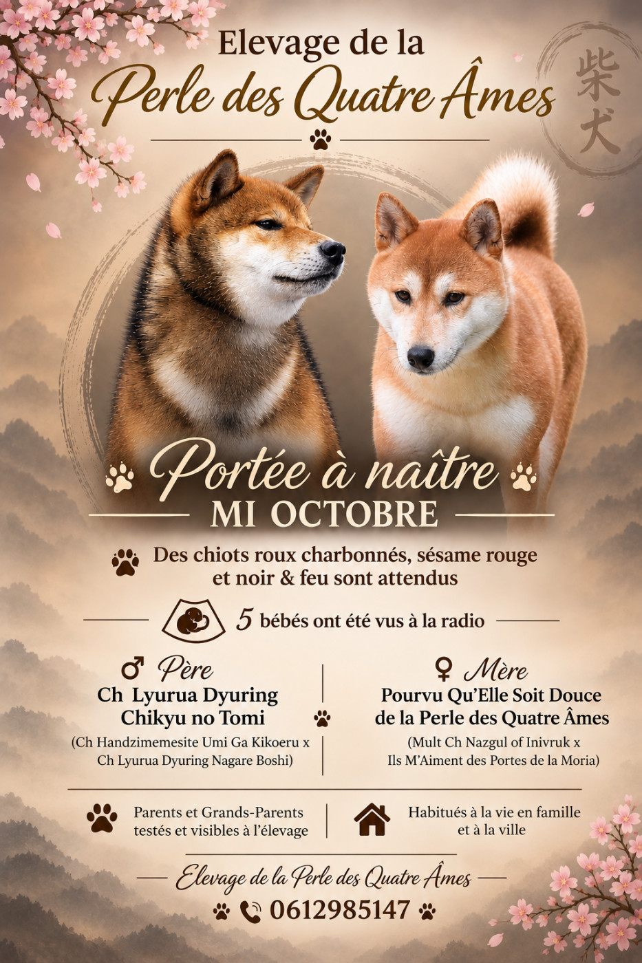 Chiot Shiba De La Perle Des Quatre Ames
