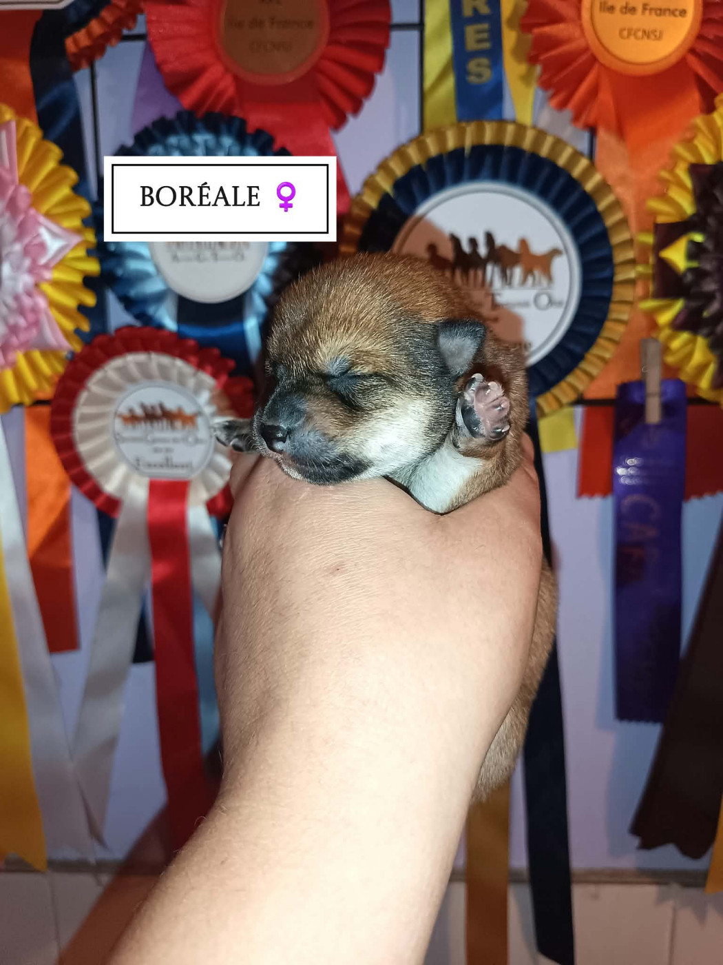 De La Perle Des Quatre Ames - Chiots disponibles - Shiba