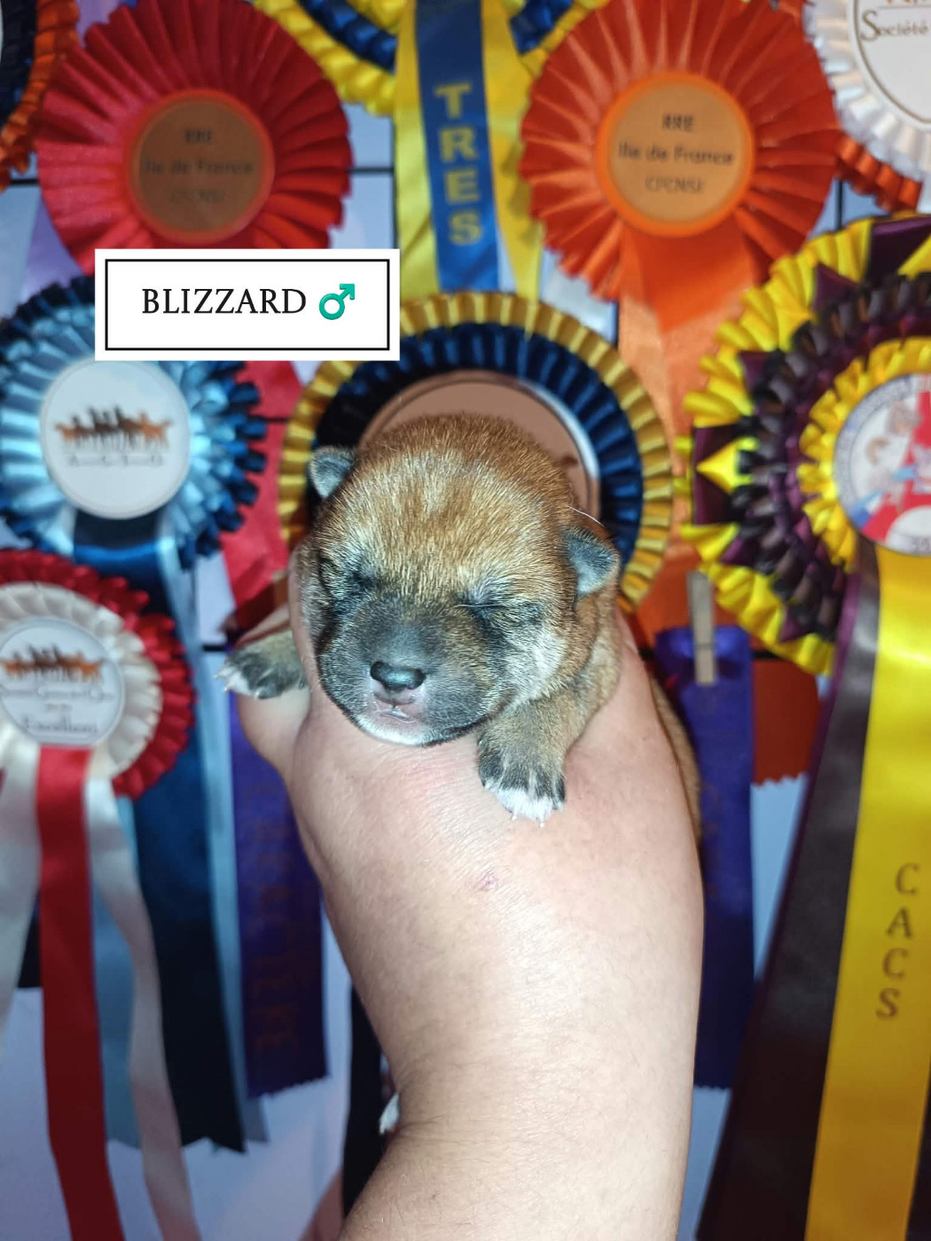 De La Perle Des Quatre Ames - Chiots disponibles - Shiba