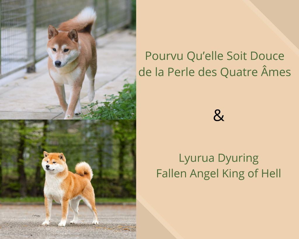 Chiot Shiba De La Perle Des Quatre Ames