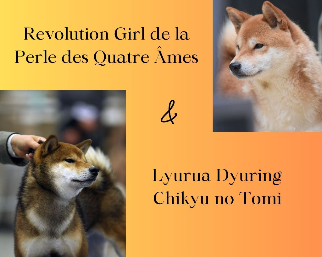 Chiot Shiba De La Perle Des Quatre Ames
