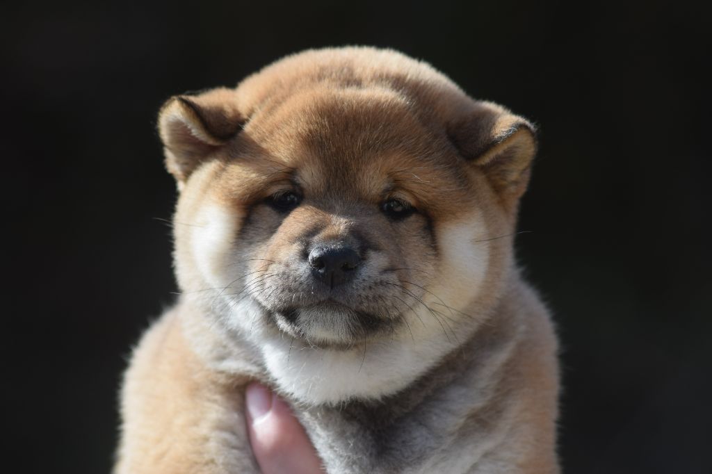 De La Perle Des Quatre Ames - Chiots disponibles - Shiba