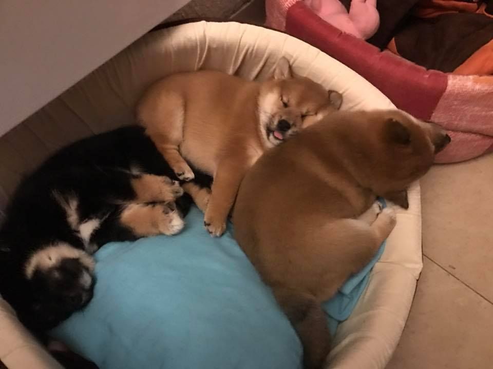De La Perle Des Quatre Ames - Shiba - Portée née le 02/01/2017