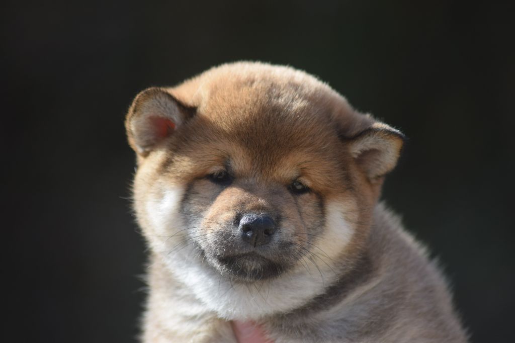 De La Perle Des Quatre Ames - Chiots disponibles - Shiba