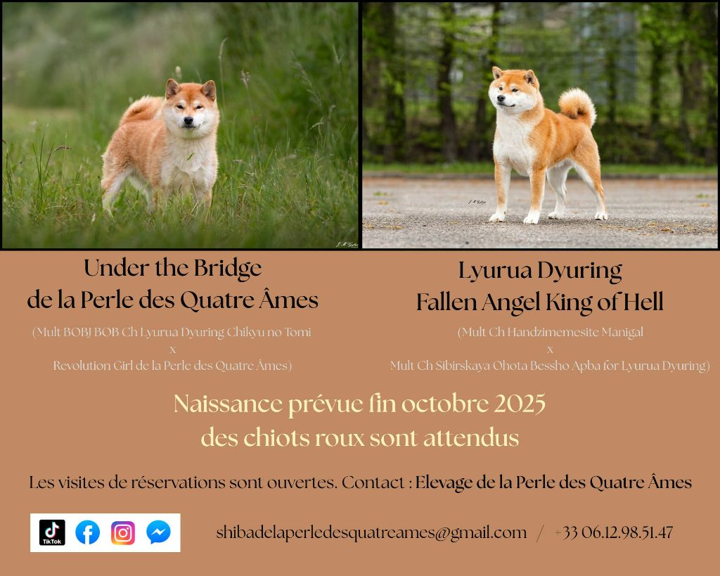 De La Perle Des Quatre Ames - Shiba - Portée née le 20/10/2025