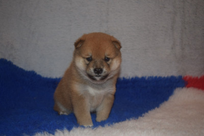 Aston Banshee (ex Akhenaton)