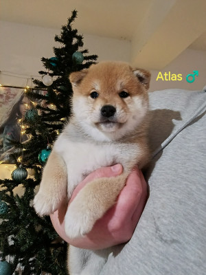 Atlas