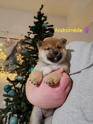 Ayame (ex Andromède)