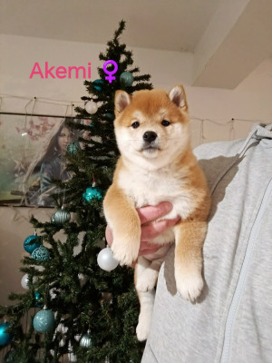 Akemi (ex Ankh)