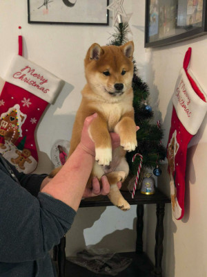 Aston Banshee (ex Akhenaton)