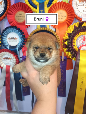 Bruni ex "Boulette"
