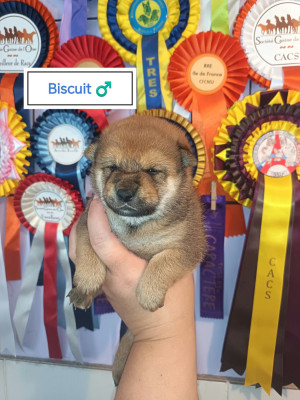 "Biscuit"