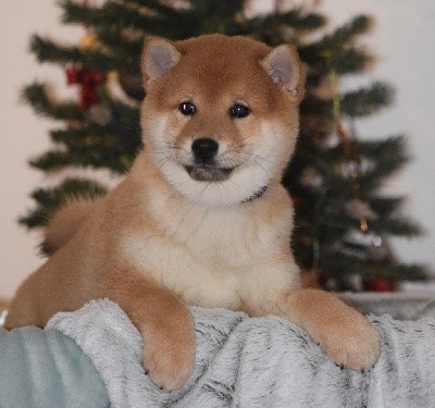 Saïku