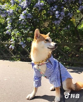 P'Yoki