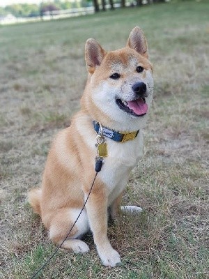 Païko