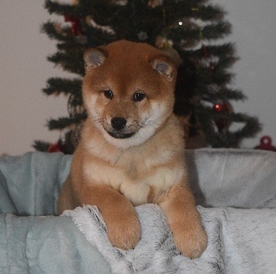 Sango