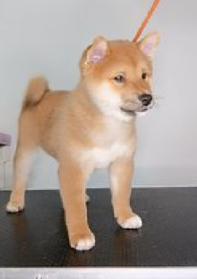 T'Okami