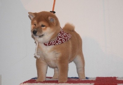 S'Kyubi