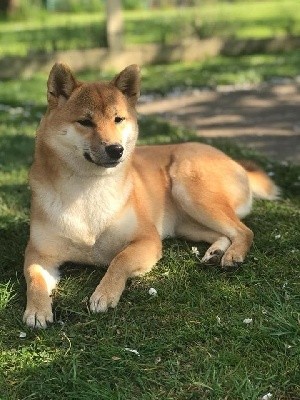 P'Yumeko