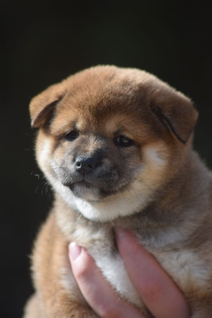 De La Perle Des Quatre Ames - Chiots disponibles - Shiba