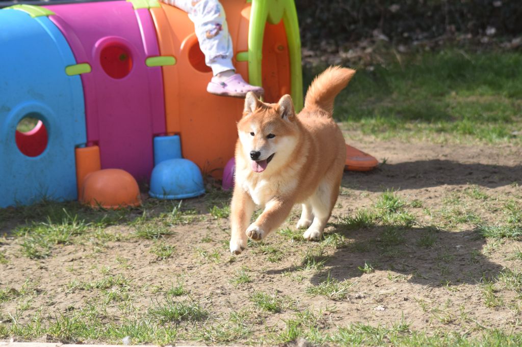 De La Perle Des Quatre Ames - Chiots disponibles - Shiba