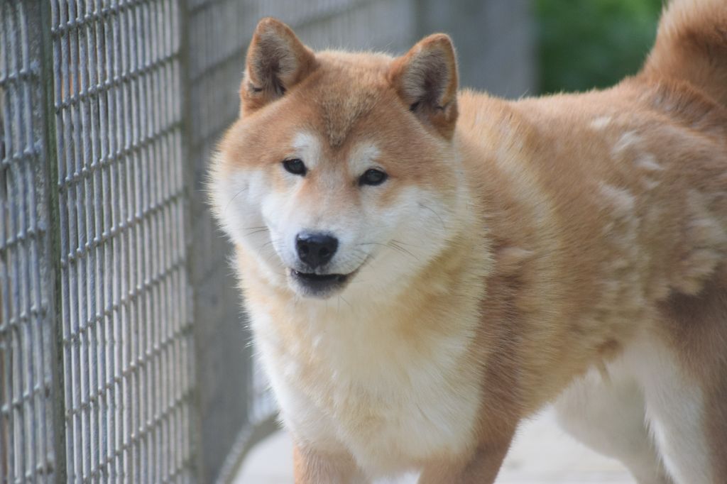 De La Perle Des Quatre Ames - Chiots disponibles - Shiba