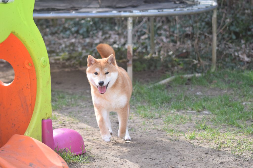 De La Perle Des Quatre Ames - Chiots disponibles - Shiba