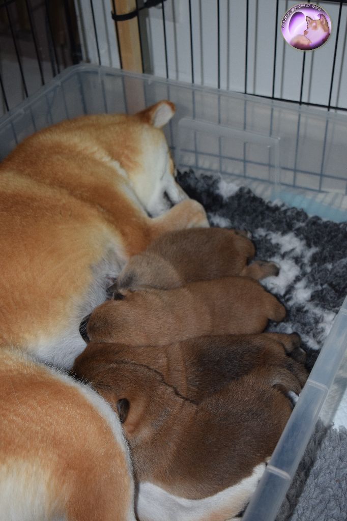 De La Perle Des Quatre Ames - Shiba - Portée née le 02/06/2019